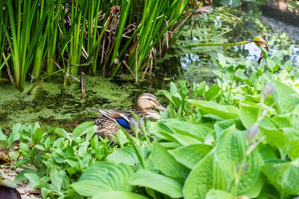 A emale mallard duck. Anas platyrhynchos in shallow water at the edge of a pond looking through water plants in front of her with reeds behind her