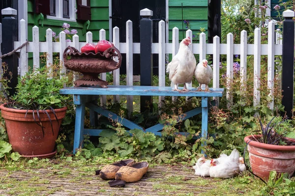 Chickens Front Blue Bench Front Yard Green House — Stock Photo, Image
