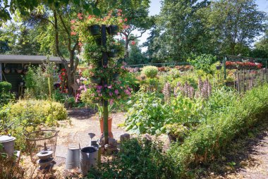 Zaandam, Hollanda, 2 Temmuz 2018: Pole sardunyalar Hollanda'da bir bahçede dolu tencere ile dekore edilmiş