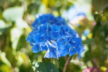 Hollanda'da bir bahçe içinde güzel mavi ortanca