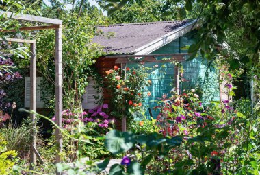 Güzel çiçek açan ortancaları, gül ve diğer çiçekler ve bitkiler Hollanda çevrili bahçe döken