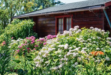 Güzel çiçek açan ortancaları ve diğer çiçekler ve bitkiler Hollanda çevrili bahçe döken