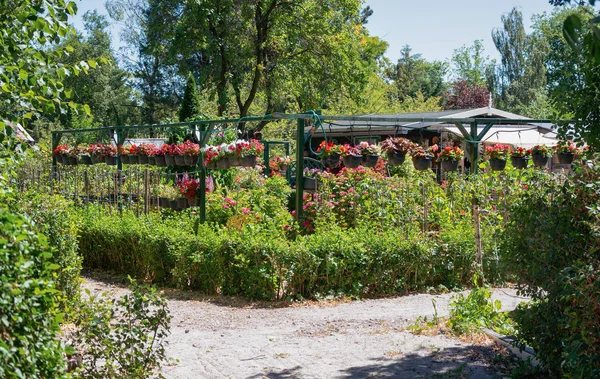 ซานด เนเธอร แลนด กรกฎาคม 2018 โรงเก บของในสวน อมรอบด วยกระเช าแขวนท — ภาพถ่ายสต็อก