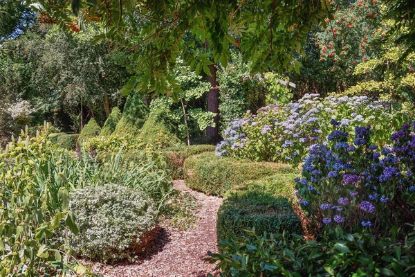 Сад Квітучі Сині Гортензії Нідерландах — стокове фото