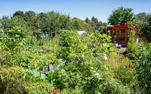 Садовый Сарай Окружении Огорода Нидерландах — стоковое фото