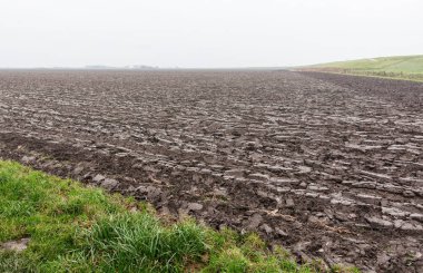 Hollanda Groningen il alanında patates