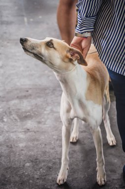 Onun sahibi tarafından izin tazı.