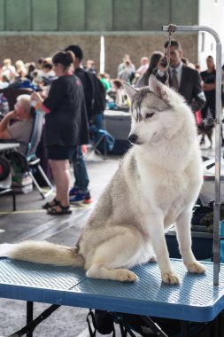 Amsterdam, Hollanda, 10 Ağustos 2018: Güzel Husky maç sırasında Dünya köpek için hazır göstermek Amsterdam Hollanda