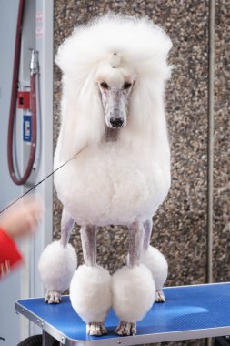 Amsterdam, Hollanda, 10 Ağustos 2018: kızgın büyük beyaz Fransız fino köpeği arıyorum yarışma sırasında Hollanda Amsterdam Dünya köpek gösterisinde için hazır