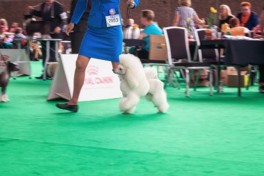 Amsterdam, Hollanda, 10 Ağustos 2018: Beyaz Frence fino köpeği ona jüri sırasında dünya hileler köpek Hollanda Amsterdam show gösterir
