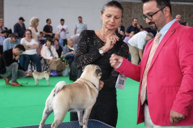 Amsterdam, Hollanda, 10 Ağustos 2018: pug köpek onu jüri sırasında dünya hileler köpek Hollanda Amsterdam show gösterir