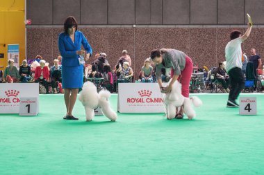 Amsterdam, Hollanda, 10 Ağustos 2018: Beyaz Frence poodles onların hileci jüriye Amsterdam Dünya köpek gösterisinde gösteri sırasında