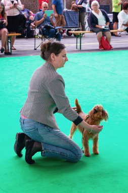 Amsterdam, Hollanda, 10 Ağustos 2018: Brussels Griffon onun hileler jüriye Amsterdam Hollanda Dünya köpek gösterisi sırasında gösterir
