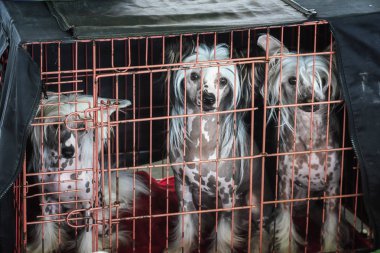 Hollanda Amsterdam Dünya köpek gösterisi sırasında onların tezgah üç Çin tepeli köpek köpek tuzağa