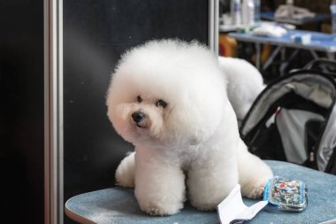 Güzel Hollanda Amsterdam Dünya köpek gösterisi sırasında Bichon Frise maça hazır kesilmiş