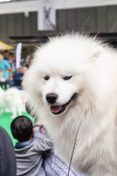 Amsterdam Netherlands August 2018 Big White Keeshond World Dog Show — Stock Photo, Image