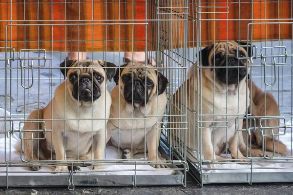Three pitiful looking pug dogs trapped in their bench during the world dog show in Amsterdam in The Netherlands