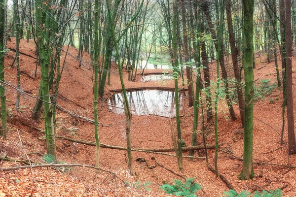 Pequena Floresta Voa Uma Floresta Holandesa Coberta Com Folhas Outono — Fotografia de Stock