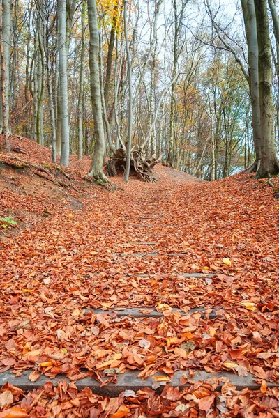 Trap Onder Prachtige Kleurrijke Herfst Bladeren Een Nederlandse Bos Provincie — Stockfoto
