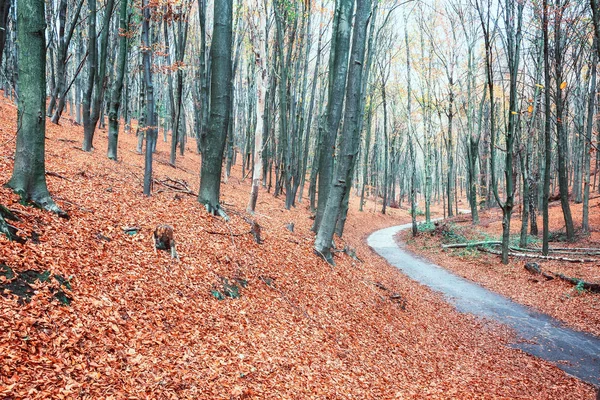 Sendero Sinuoso Para Bicicletas Través Bosque Holandés Hermosos Colores Otoñales — Foto de Stock