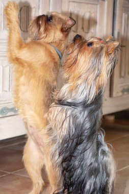 Brussels Griffon ve Yorkshire korkunç üstünde onların arka legs lezzetli bir şeyler için dilenmek