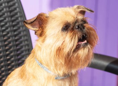 Bir sandalyede oturuyor kamera önünde Brussels Griffon pozlar