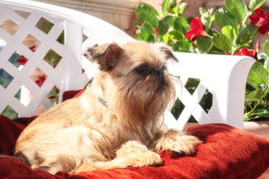 Brussels Griffon bir sandalyede Çiçeklik ile çevrili teras üzerinde dinleniyor
