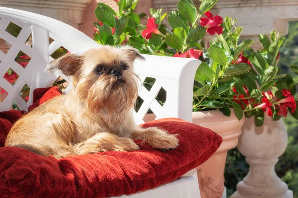 Brussels Griffon Bir Sandalyede Çiçeklik Ile Çevrili Teras Üzerinde Dinleniyor — Stok fotoğraf