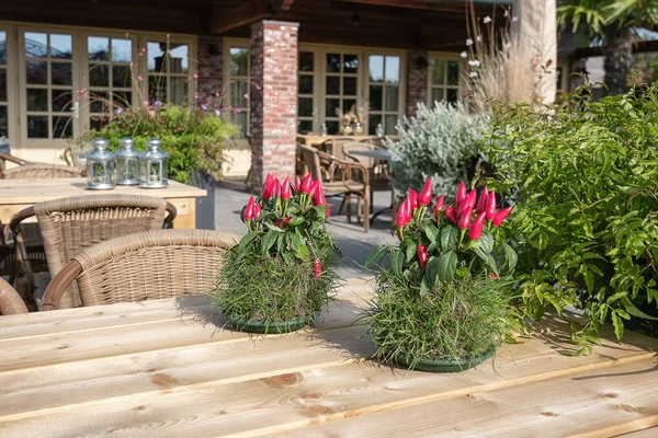 Tavoli Decorati Con Piante Peperoncino Rosso Portacandele Sulla Terrazza Esterna — Foto Stock