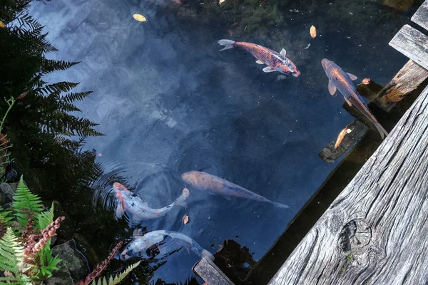 Small Koi Carp Pond Park Somewhere Netherlands — Stock Photo, Image