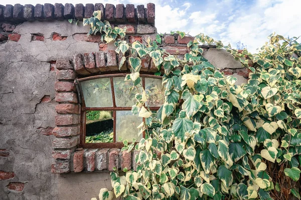 Old Wall Broken Window Overgrown Creeper Somewhere Park Netherlands — Stock Photo, Image