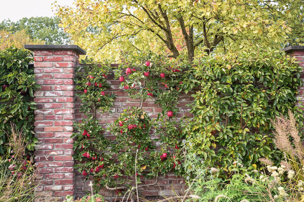 Apple tree growing against the wall in a park somewhere in the Netherlands