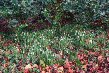Hollanda Şubat güneşte düşen yapraklar arasında çiçek açan kardelen