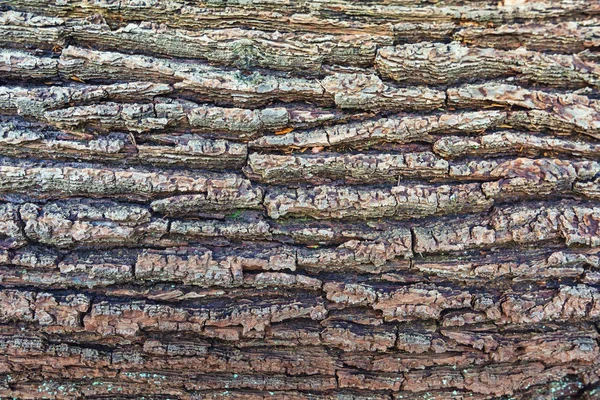 Moss ile bir ağaç kabuğu.