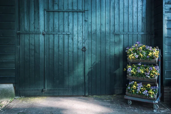 Three Crates Filled Beautiful Flowering Violets Large Green Wooden Barn — Stock Photo, Image
