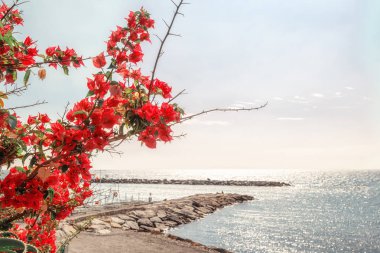 Branch full of beautiful blooming red flowers on the coast at San Remo in Italy. clipart