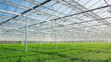 Yeni ekilen krizantem ve santinilerle dolu dev sera 