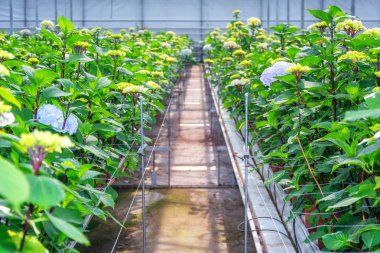 Büyük bir serada ortanca yetiştirmek