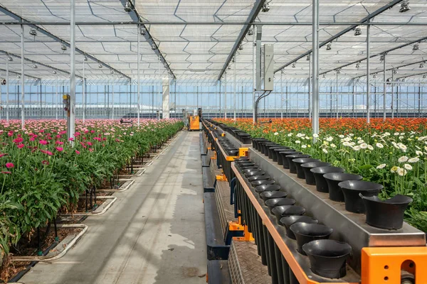 Filas de floreros están listos para ser llenados con gerberas florecientes en un enorme invernadero —  Fotos de Stock