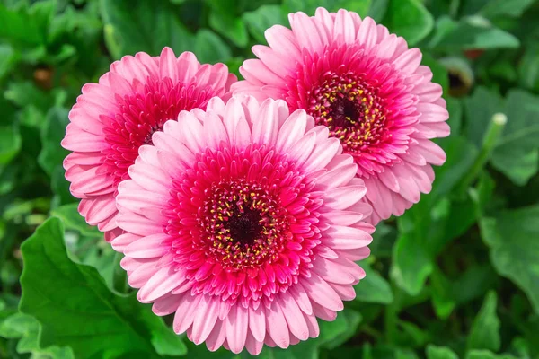 Closeup of beautiful red pink gerberas in a greenhouse — Stock Photo, Image