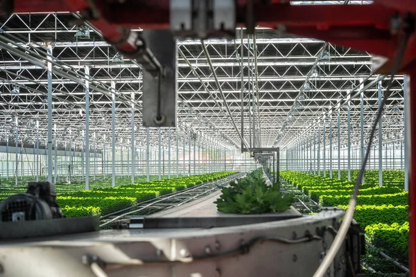 Semi-automatisk process av cut-off Santinis i ett enormt växthus — Stockfoto