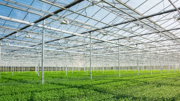 Enormt växthus fyllt med nyplanterade krysantemum och Santinis — Stockfoto