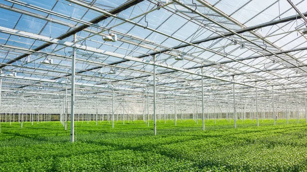 Enorme invernadero lleno de crisantemos y santinis recién plantados —  Fotos de Stock