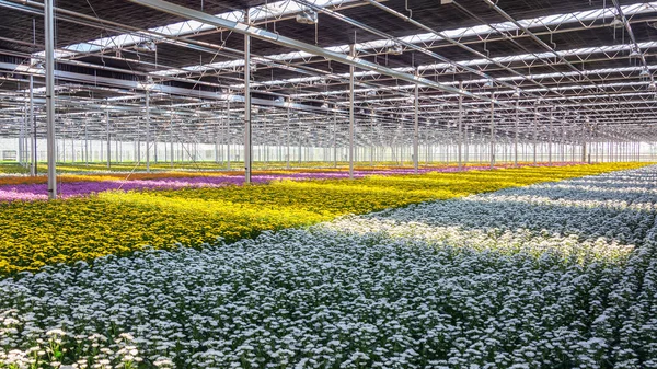 Blommande krysantemum och Santinis i ett enormt växthus — Stockfoto