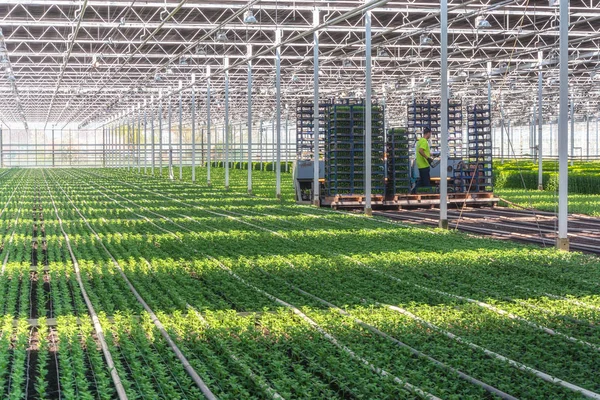 Člověk zaměstnaný polosamočinně umisťuje odřezky chryzantémech a santinis do obrovského skleníku. — Stock fotografie