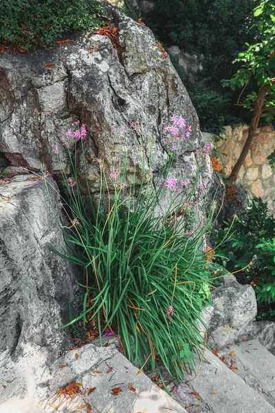 Hermosas flores que florecen junto a las escaleras en el hermoso jardín botánico con plantas exóticas como cactus y yucas en el pueblo de Eze —  Fotos de Stock