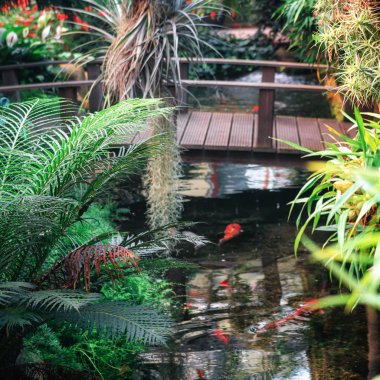 Yağmur ormanlarında akan dere kapalı parktaki Orchideeen Hoeve