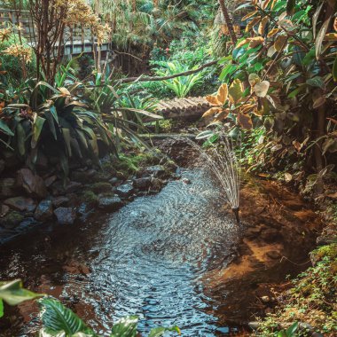 Yağmur ormanlarında akan dere kapalı parktaki Orchideeen Hoeve