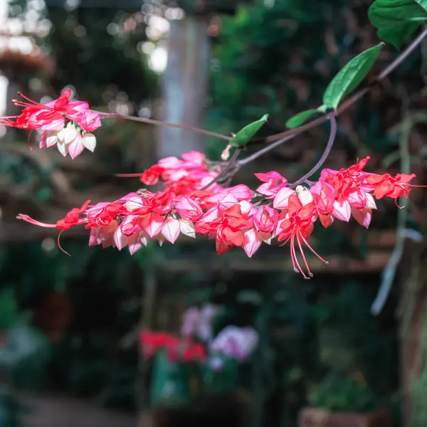 Beautiful blooming orchid in the rainforest in the covered park the Orchideen Hoeve — Stock Image Beautiful blooming orchid in the rainforest in the covered park the Orchideen Hoeve Stock Image