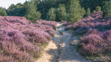 Hollanda 'da gün batımında Veluwe Ulusal Parkı' ndaki fundalıklardan geçen kumlu yol.
